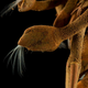 A stalked barnacle. (Image: David Shale)